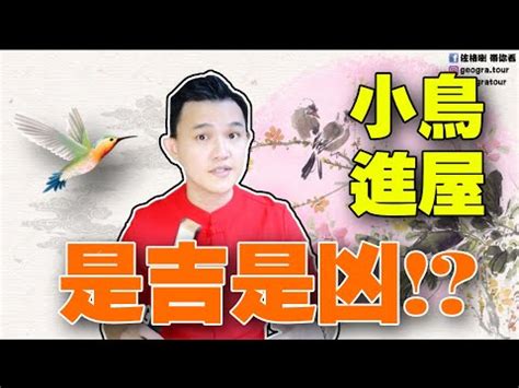 小鳥入屋|【家裡出現鳥】家裡鳥進來有什麼好兆頭？自來鳥寓意大公開！